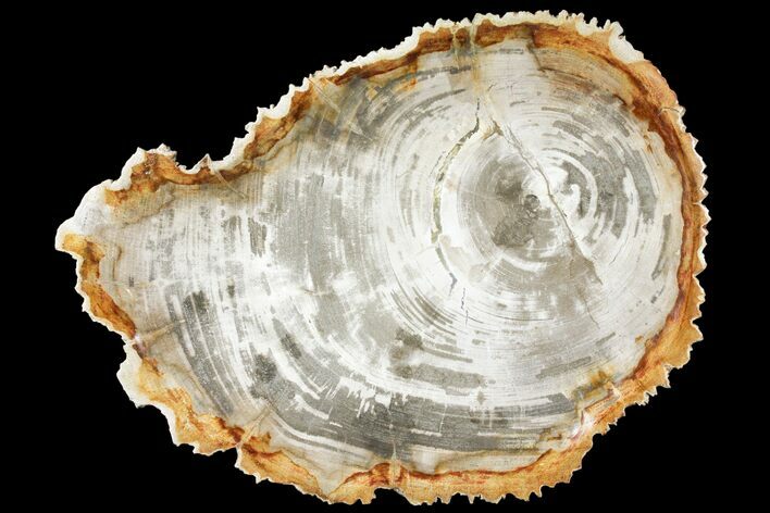 Tropical Hardwood Petrified Wood Dish - Indonesia #131452